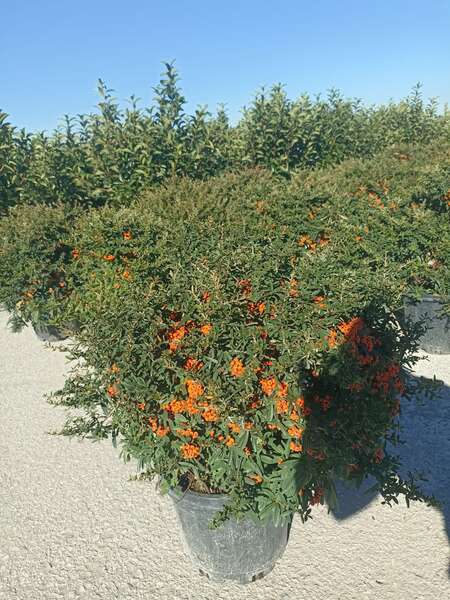 Pyracantha Coccinea Nana